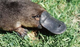 娱乐圈吃瓜酱鸭嘴兽,揭秘明星背后的故事与真相