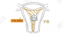 子宫 漫画,子宫视角下的奇幻冒险之旅